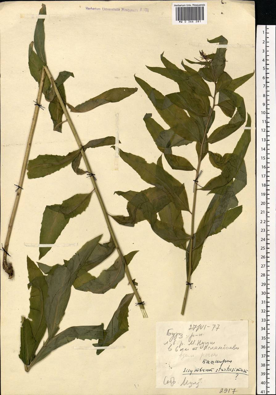 Sisymbrium strictissimum L., Eastern Europe, Eastern region (E10) (Russia)