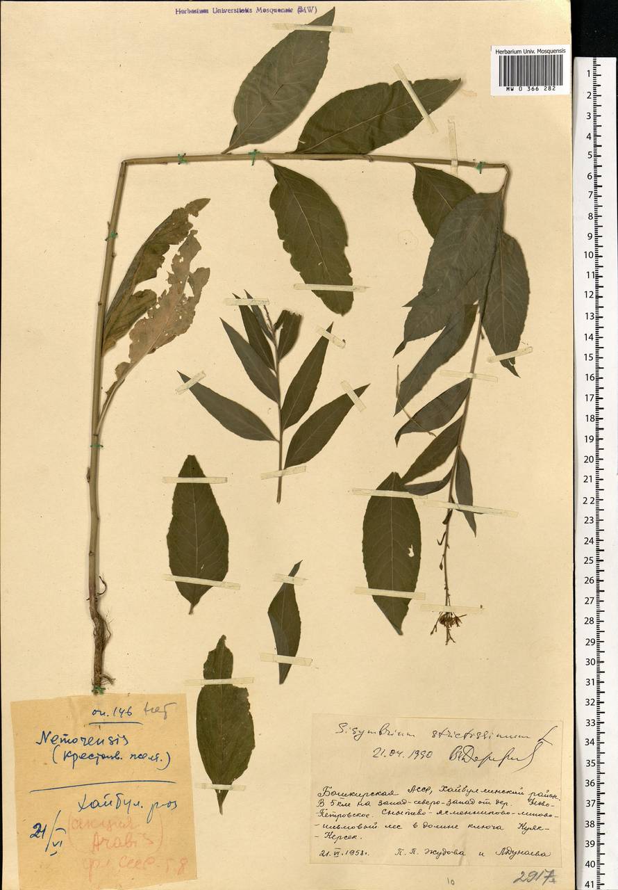 Sisymbrium strictissimum L., Eastern Europe, Eastern region (E10) (Russia)