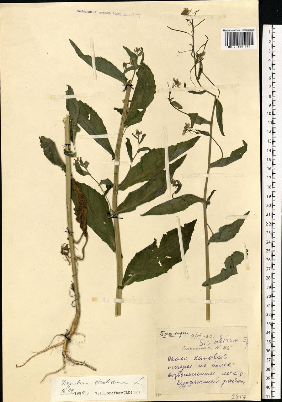 Sisymbrium strictissimum L., Eastern Europe, Eastern region (E10) (Russia)