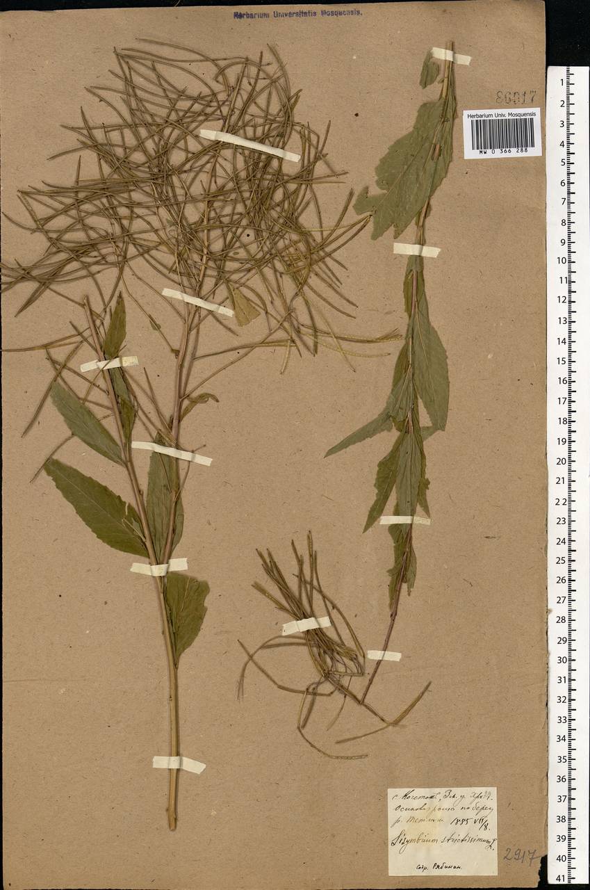 Sisymbrium strictissimum L., Eastern Europe, North Ukrainian region (E11) (Ukraine)