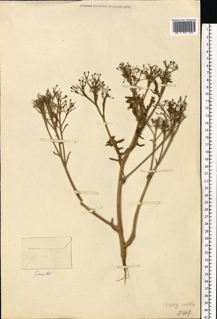 Crambe, Eastern Europe, South Ukrainian region (E12) (Ukraine)