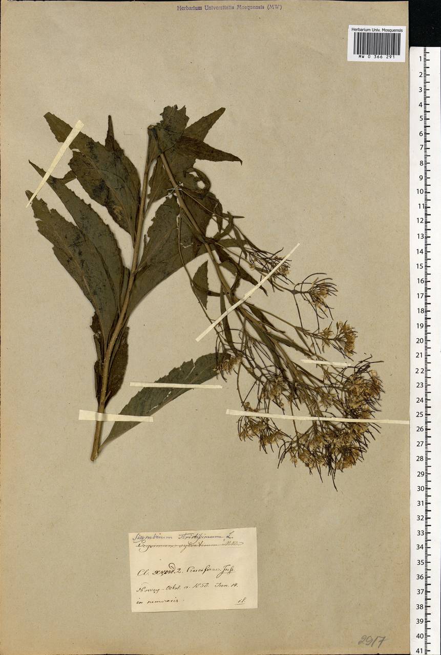 Sisymbrium strictissimum L., Eastern Europe, Central forest-and-steppe region (E6) (Russia)