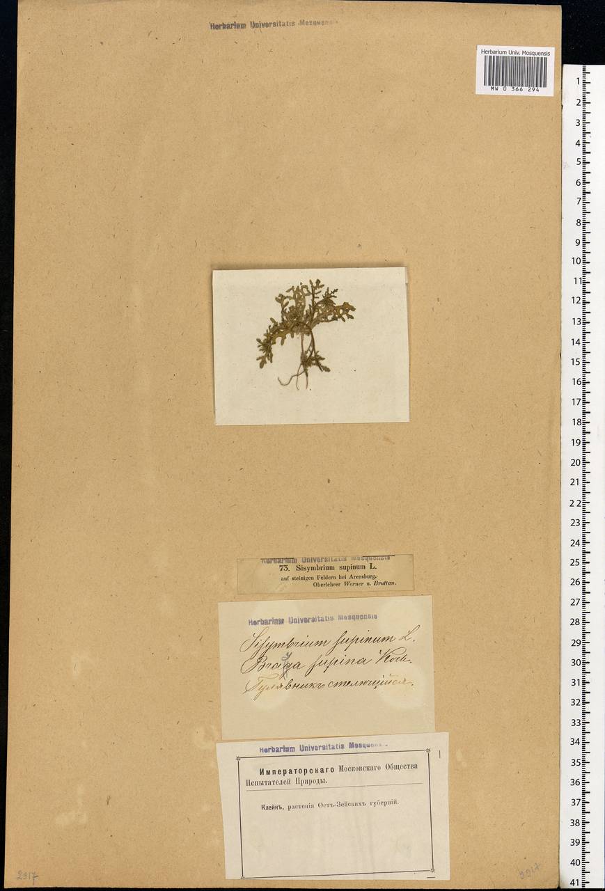 Erucastrum supinum (L.) Al-Shehbaz & Warwick, Eastern Europe, Estonia (E2c) (Estonia)