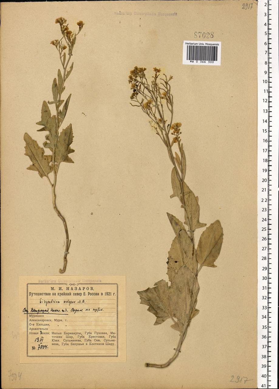 Sisymbrium volgense M.Bieb. ex E.Fourn., Eastern Europe, North-Western region (E2) (Russia)