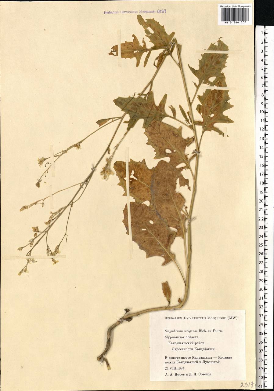 Sisymbrium volgense M.Bieb. ex E.Fourn., Eastern Europe, Northern region (E1) (Russia)