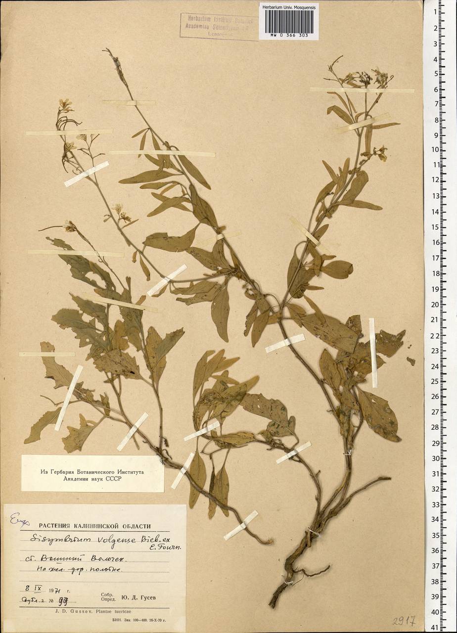 Sisymbrium volgense M.Bieb. ex E.Fourn., Eastern Europe, North-Western region (E2) (Russia)