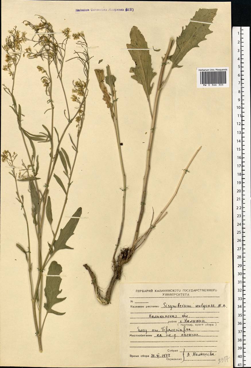 Sisymbrium volgense M.Bieb. ex E.Fourn., Eastern Europe, North-Western region (E2) (Russia)