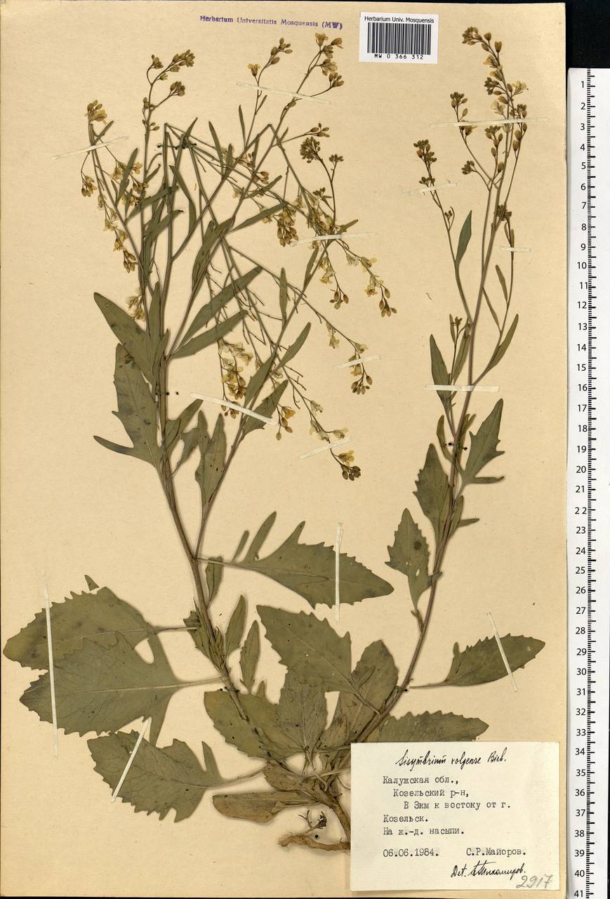 Sisymbrium volgense M.Bieb. ex E.Fourn., Eastern Europe, Central region (E4) (Russia)