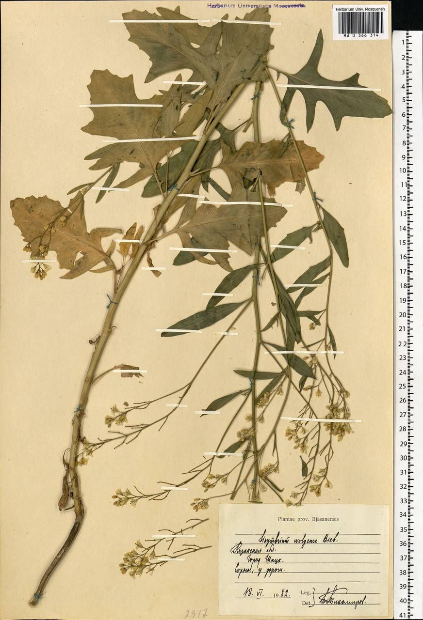 Sisymbrium volgense M.Bieb. ex E.Fourn., Eastern Europe, Central region (E4) (Russia)