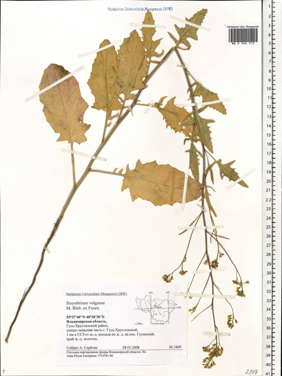 Sisymbrium volgense M.Bieb. ex E.Fourn., Eastern Europe, Central region (E4) (Russia)