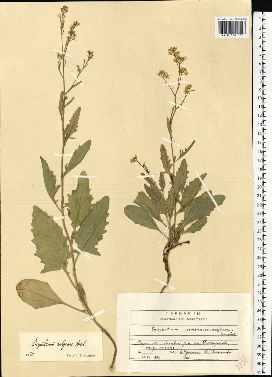 Sisymbrium volgense M.Bieb. ex E.Fourn., Eastern Europe, Central region (E4) (Russia)