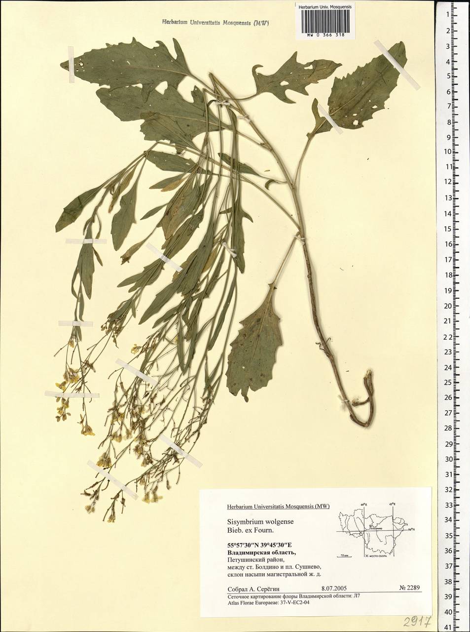 Sisymbrium volgense M.Bieb. ex E.Fourn., Eastern Europe, Central region (E4) (Russia)