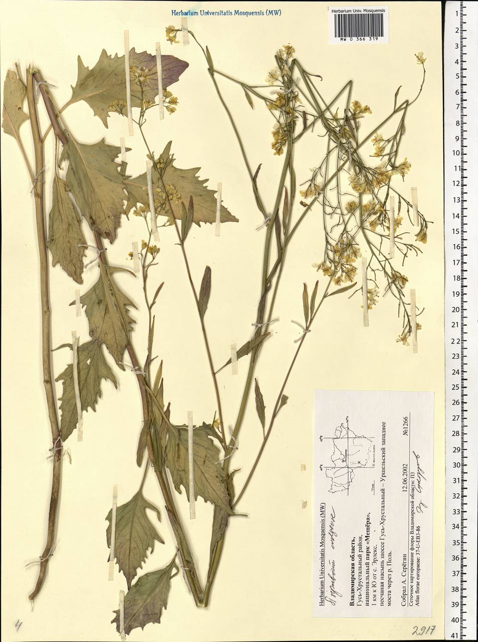 Sisymbrium volgense M.Bieb. ex E.Fourn., Eastern Europe, Central region (E4) (Russia)