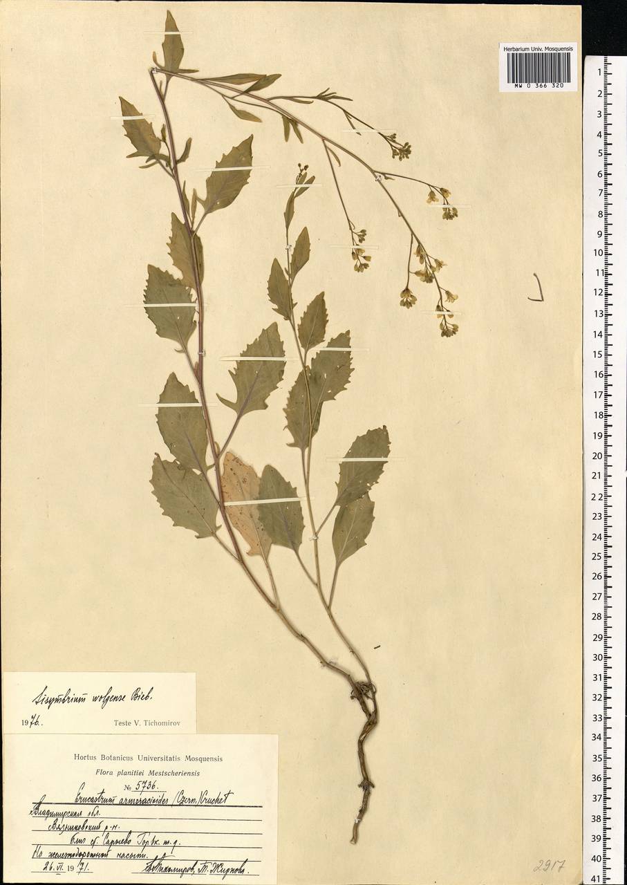 Sisymbrium volgense M.Bieb. ex E.Fourn., Eastern Europe, Central region (E4) (Russia)