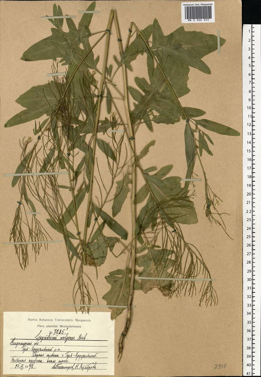 Sisymbrium volgense M.Bieb. ex E.Fourn., Eastern Europe, Central region (E4) (Russia)