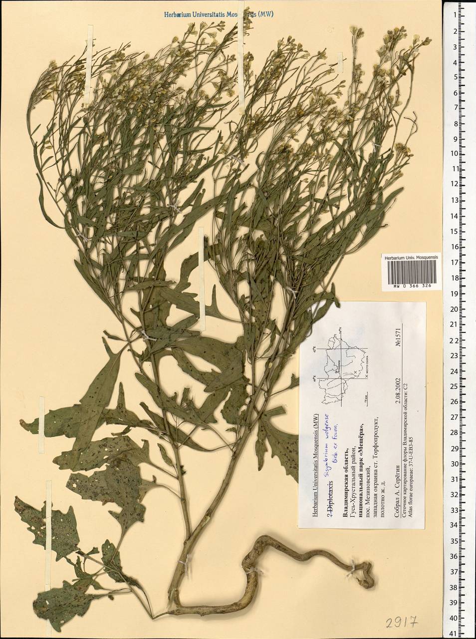Sisymbrium volgense M.Bieb. ex E.Fourn., Eastern Europe, Central region (E4) (Russia)