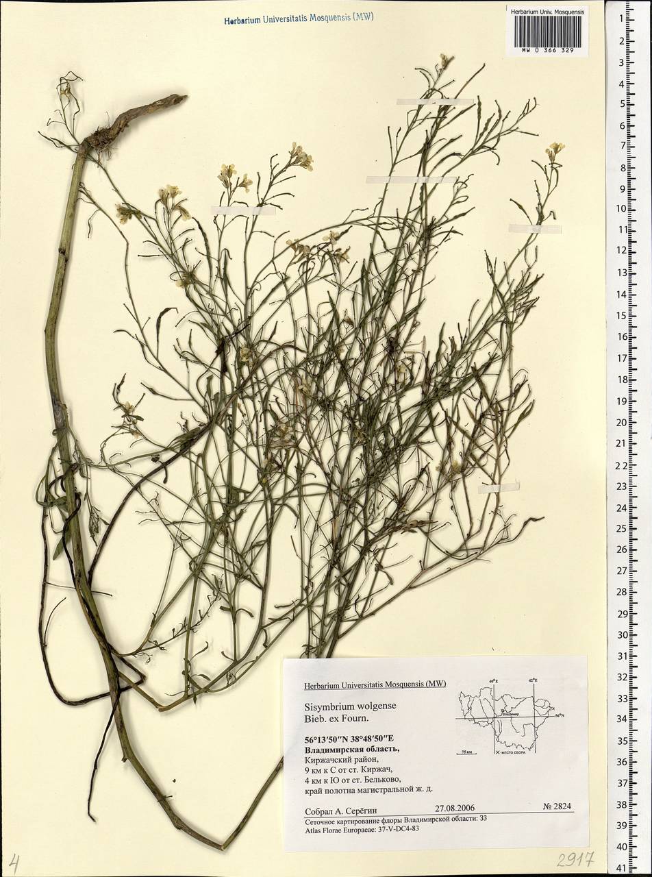 Sisymbrium volgense M.Bieb. ex E.Fourn., Eastern Europe, Central region (E4) (Russia)