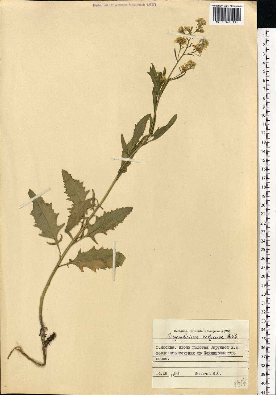 Sisymbrium volgense M. Bieb. ex E. Fourn., Eastern Europe, Moscow region (E4a) (Russia)