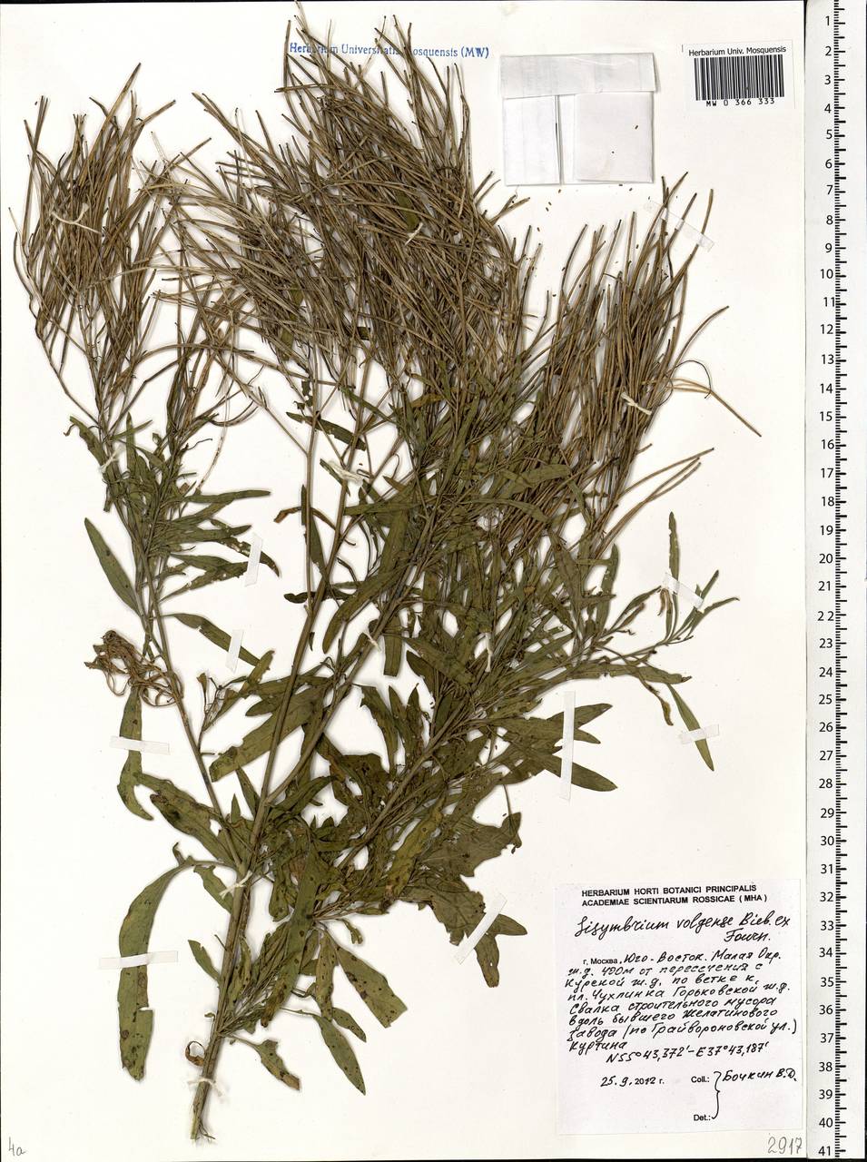 Sisymbrium volgense M. Bieb. ex E. Fourn., Eastern Europe, Moscow region (E4a) (Russia)