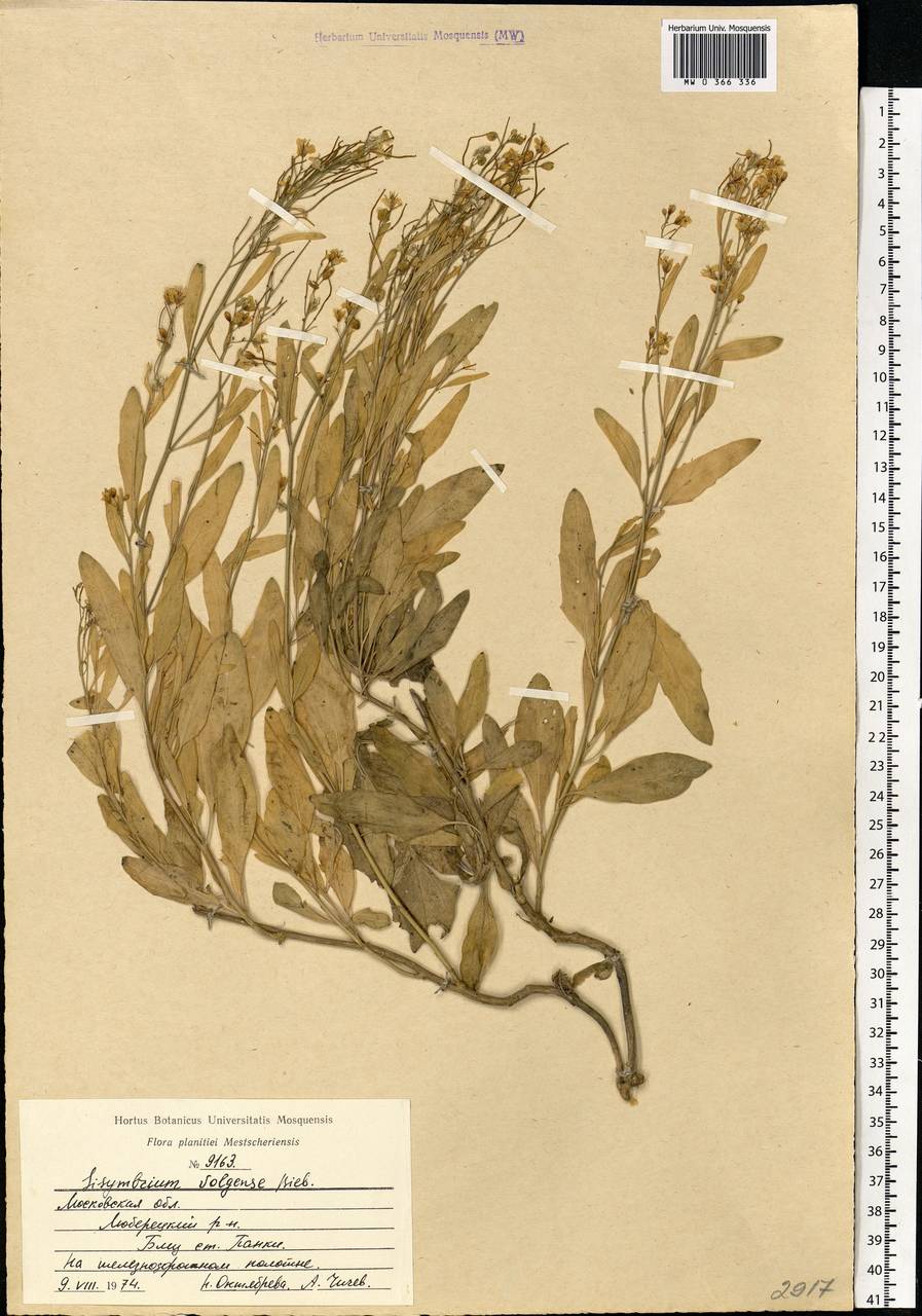 Sisymbrium volgense M.Bieb. ex E.Fourn., Eastern Europe, Moscow region (E4a) (Russia)