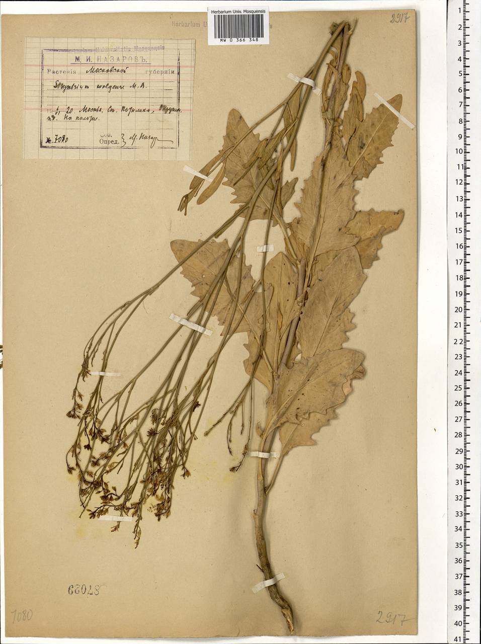 Sisymbrium volgense M.Bieb. ex E.Fourn., Eastern Europe, Moscow region (E4a) (Russia)