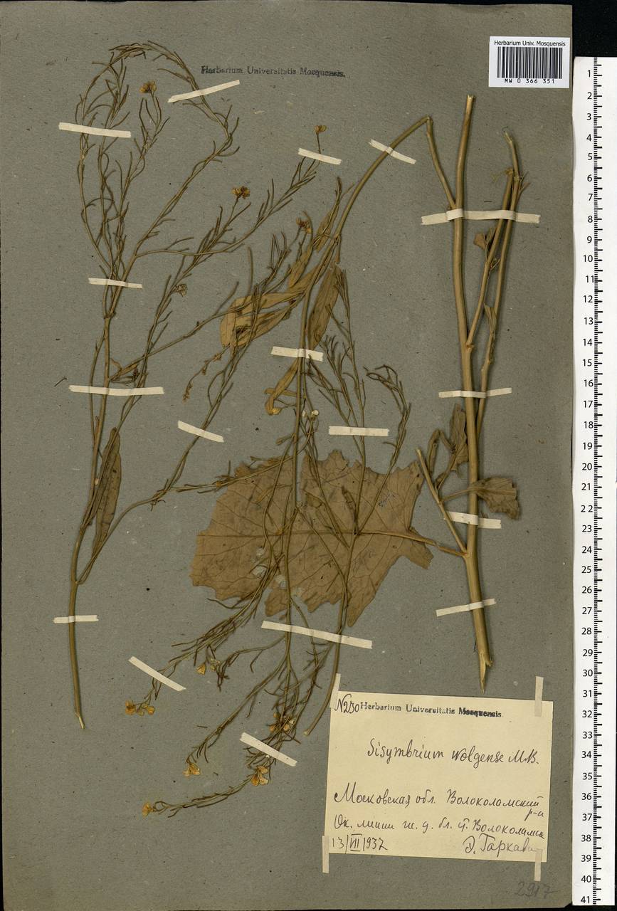 Sisymbrium volgense M.Bieb. ex E.Fourn., Eastern Europe, Moscow region (E4a) (Russia)