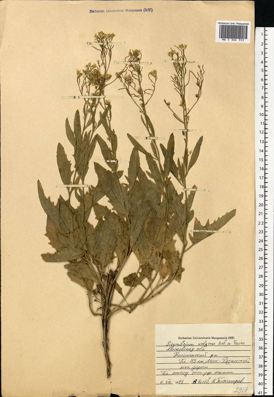 Sisymbrium volgense M. Bieb. ex E. Fourn., Eastern Europe, Moscow region (E4a) (Russia)