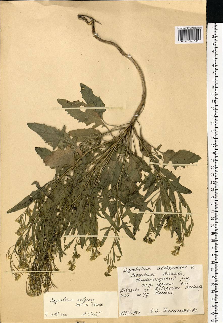 Sisymbrium volgense M.Bieb. ex E.Fourn., Eastern Europe, Moscow region (E4a) (Russia)