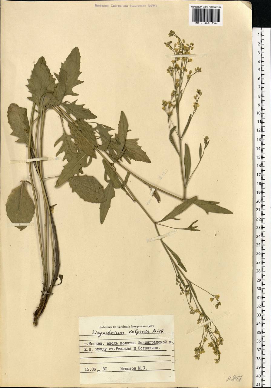 Sisymbrium volgense M. Bieb. ex E. Fourn., Eastern Europe, Moscow region (E4a) (Russia)