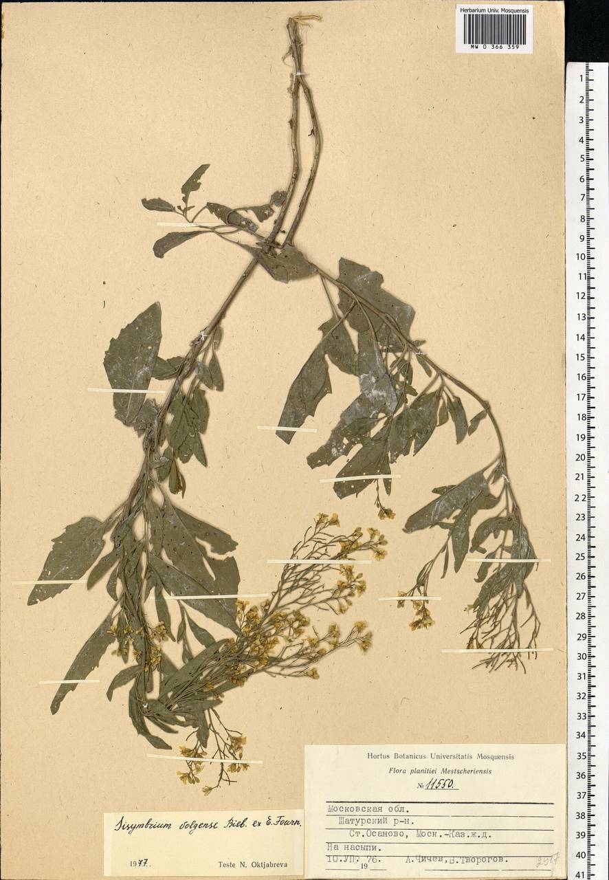 Sisymbrium volgense M.Bieb. ex E.Fourn., Eastern Europe, Moscow region (E4a) (Russia)