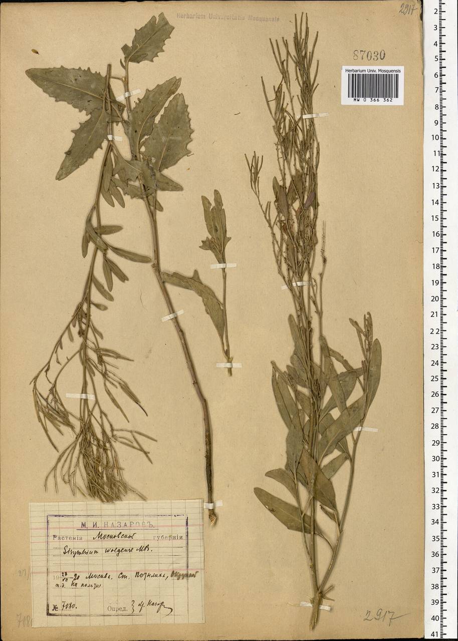 Sisymbrium volgense M.Bieb. ex E.Fourn., Eastern Europe, Moscow region (E4a) (Russia)