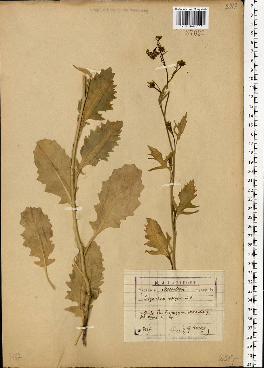Sisymbrium volgense M.Bieb. ex E.Fourn., Eastern Europe, Moscow region (E4a) (Russia)