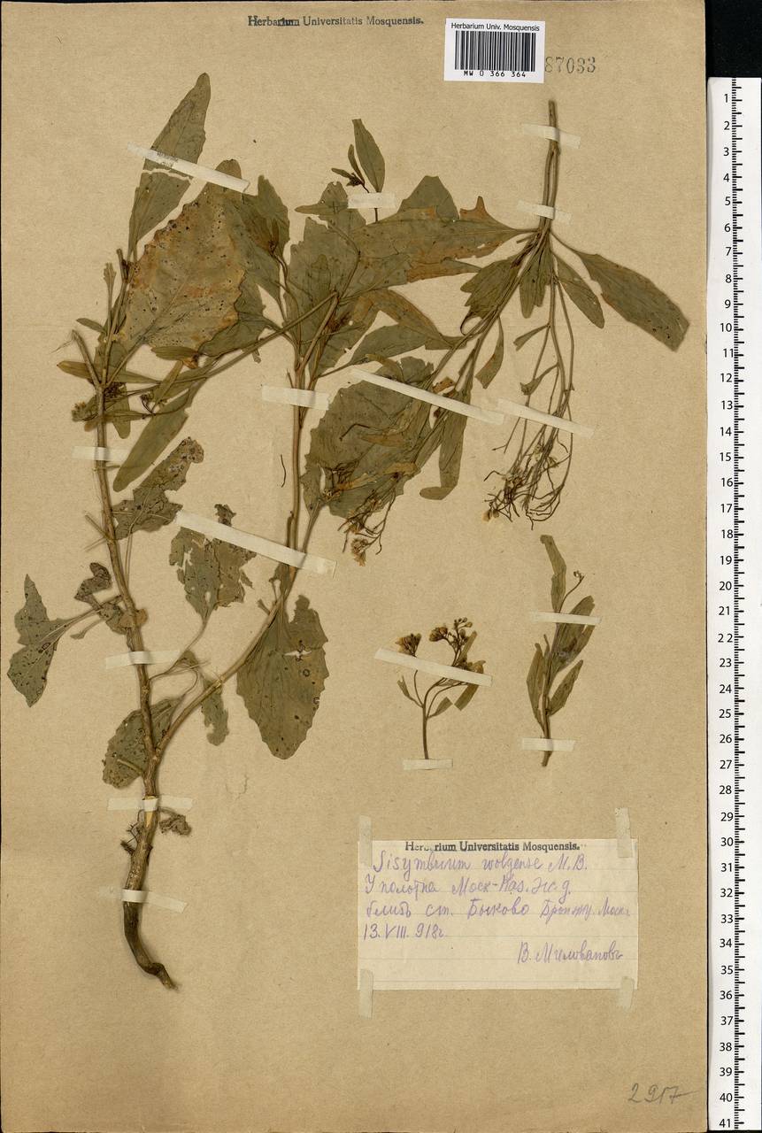 Sisymbrium volgense M.Bieb. ex E.Fourn., Eastern Europe, Moscow region (E4a) (Russia)