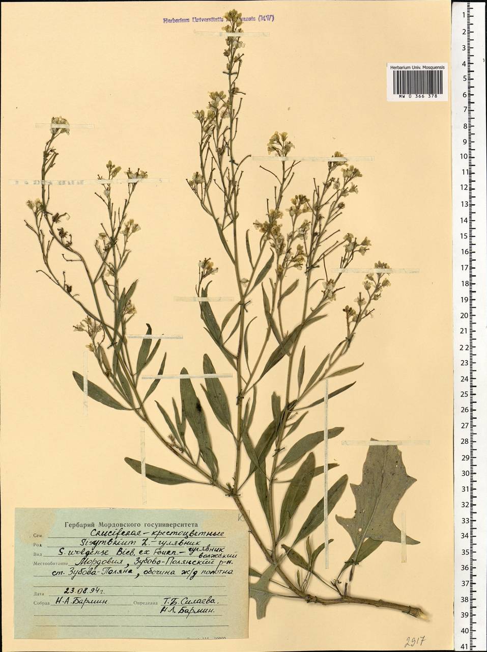 Sisymbrium volgense M. Bieb. ex E. Fourn., Eastern Europe, Middle Volga region (E8) (Russia)