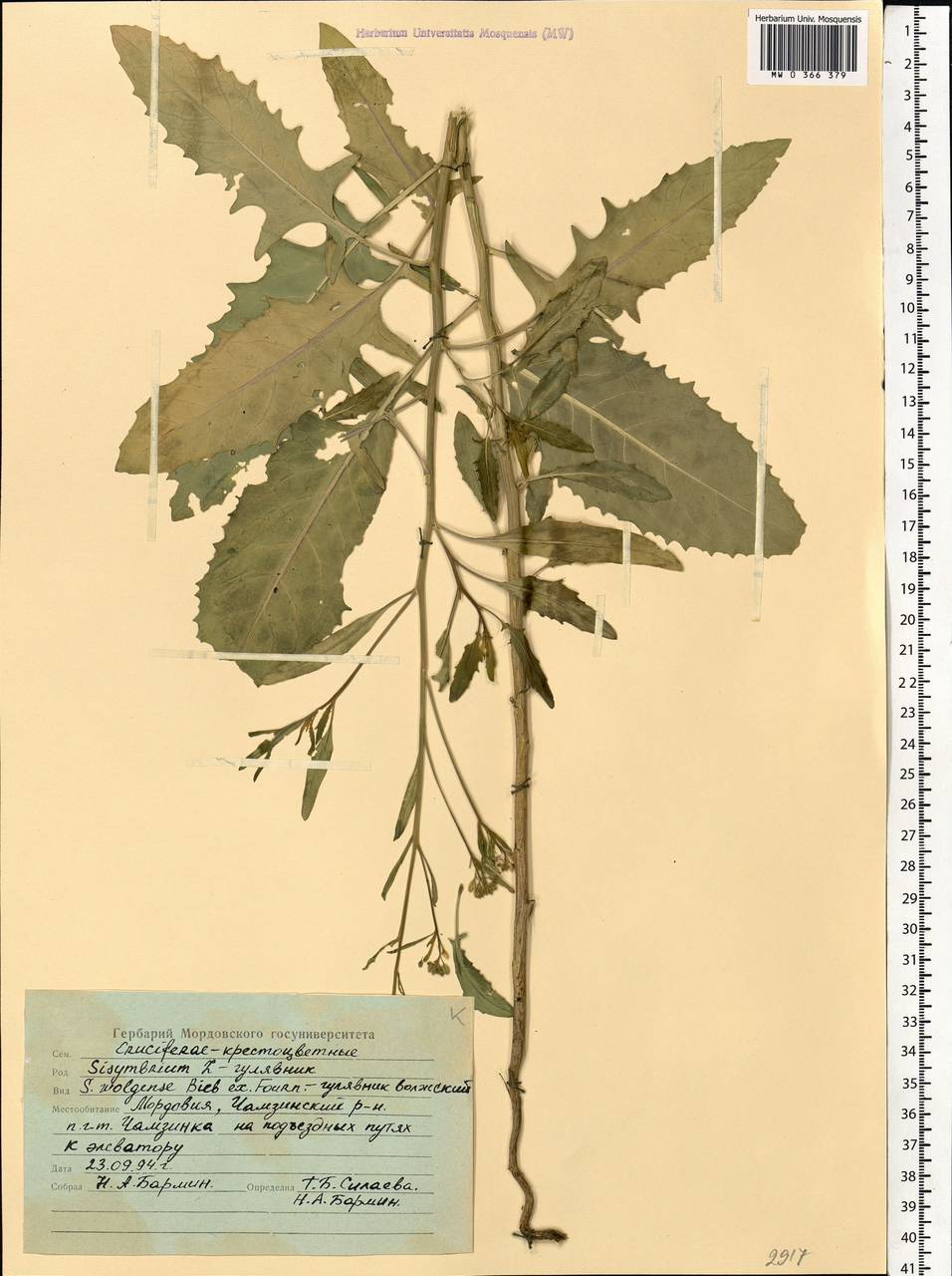 Sisymbrium volgense M.Bieb. ex E.Fourn., Eastern Europe, Middle Volga region (E8) (Russia)