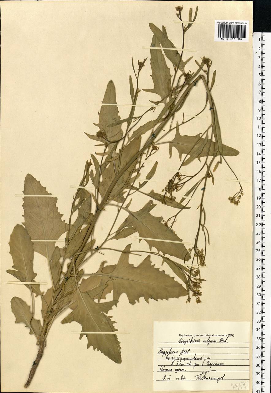 Sisymbrium volgense M.Bieb. ex E.Fourn., Eastern Europe, Middle Volga region (E8) (Russia)