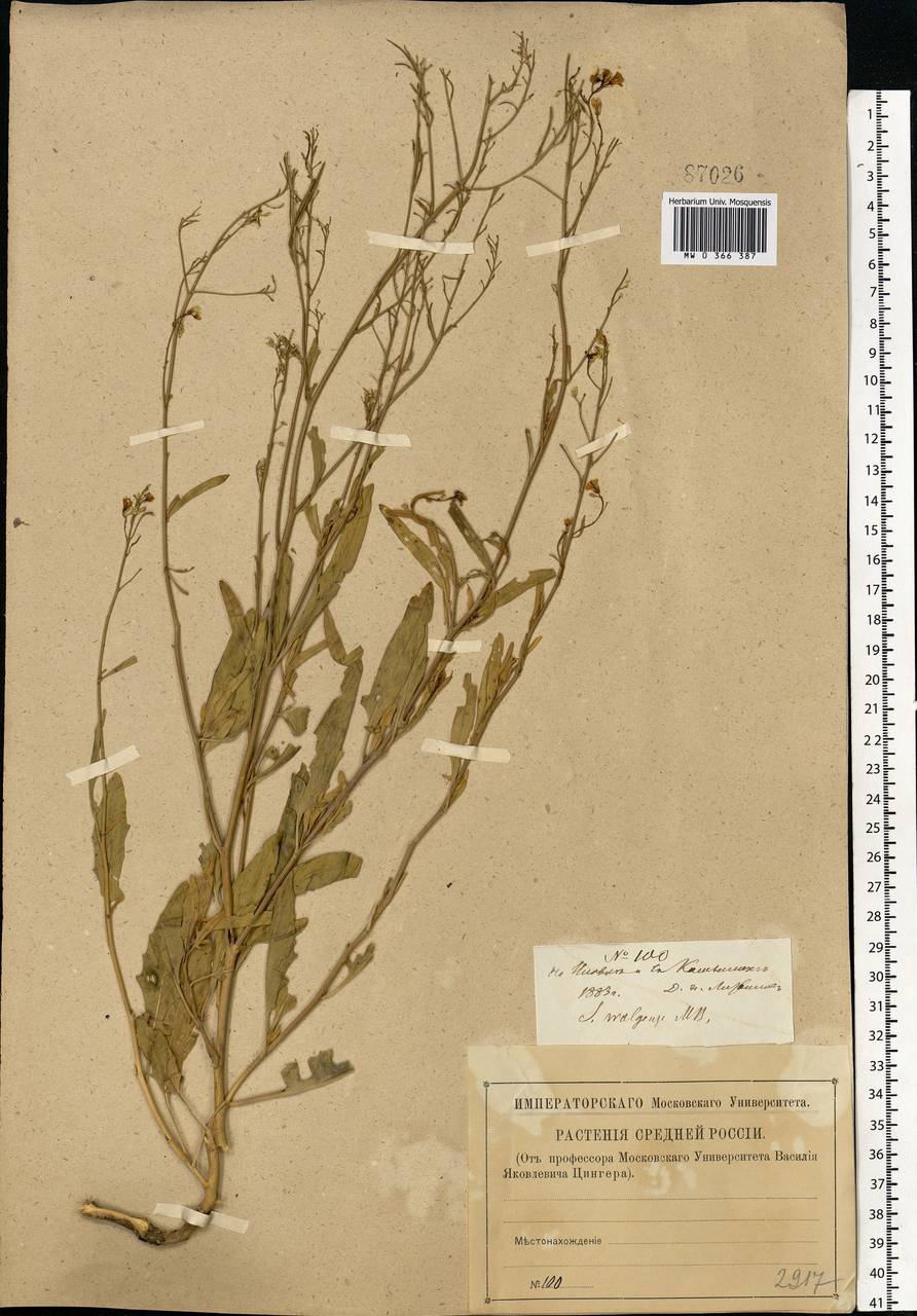 Sisymbrium volgense M.Bieb. ex E.Fourn., Eastern Europe, Lower Volga region (E9) (Russia)