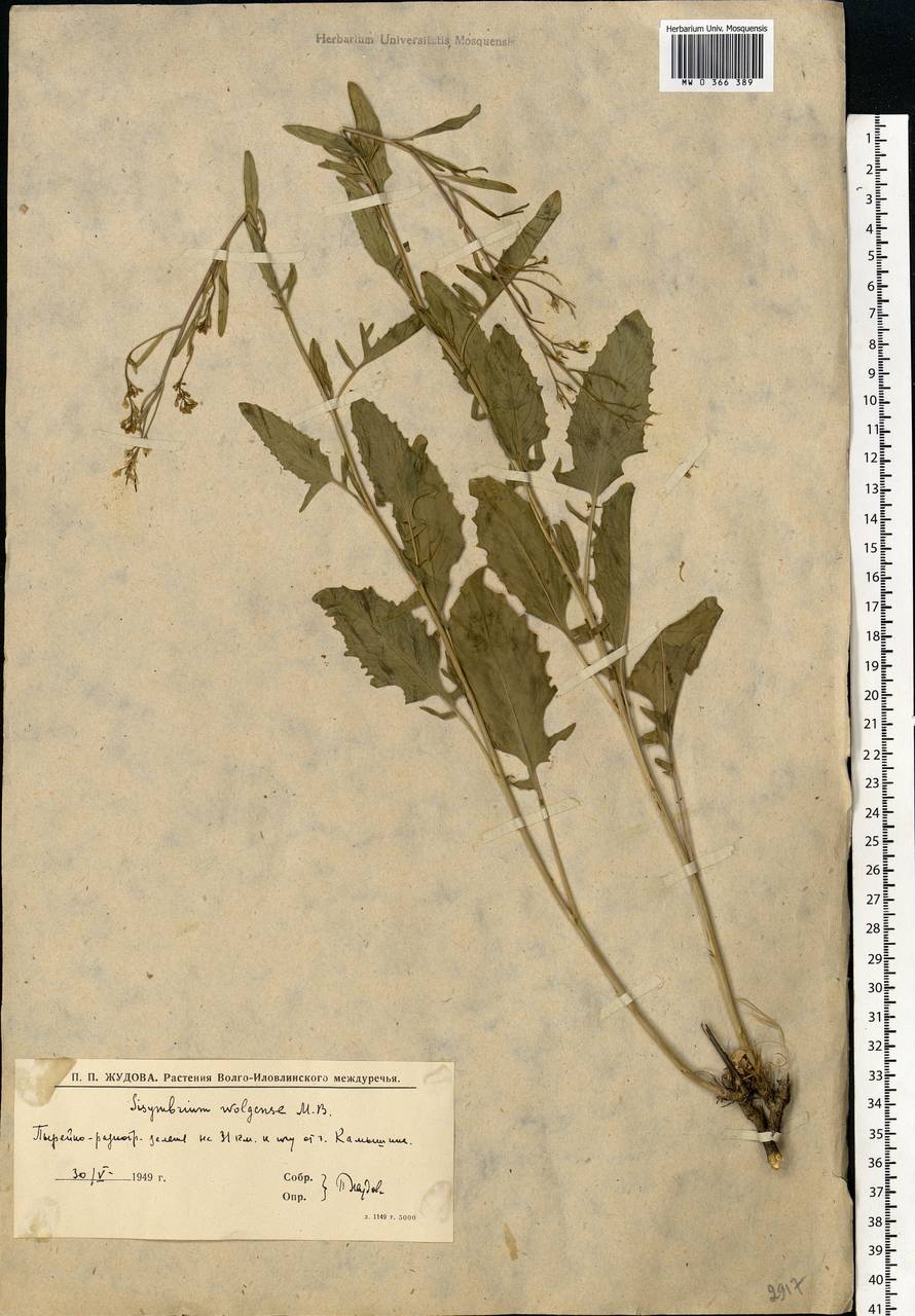 Sisymbrium volgense M. Bieb. ex E. Fourn., Eastern Europe, Lower Volga region (E9) (Russia)