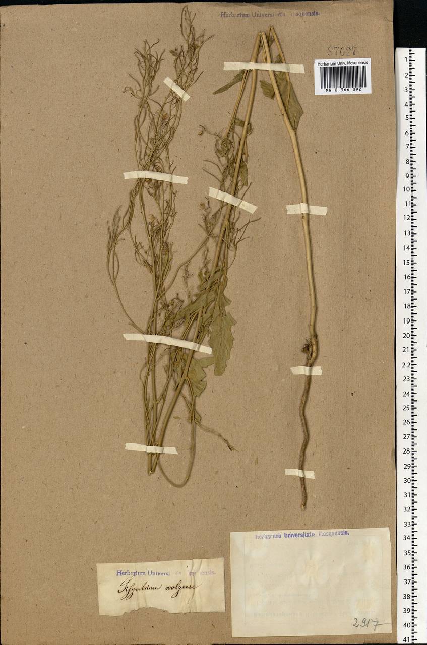 Sisymbrium volgense M. Bieb. ex E. Fourn., Eastern Europe, Lower Volga region (E9) (Russia)