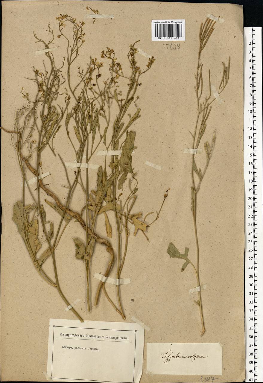 Sisymbrium volgense M. Bieb. ex E. Fourn., Eastern Europe, Lower Volga region (E9) (Russia)