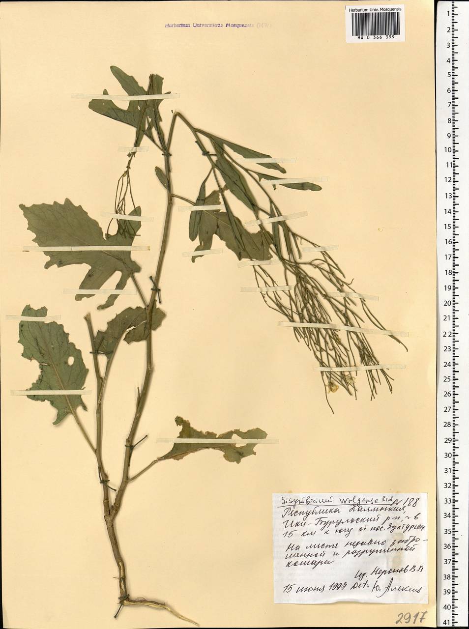 Sisymbrium volgense M.Bieb. ex E.Fourn., Eastern Europe, Lower Volga region (E9) (Russia)