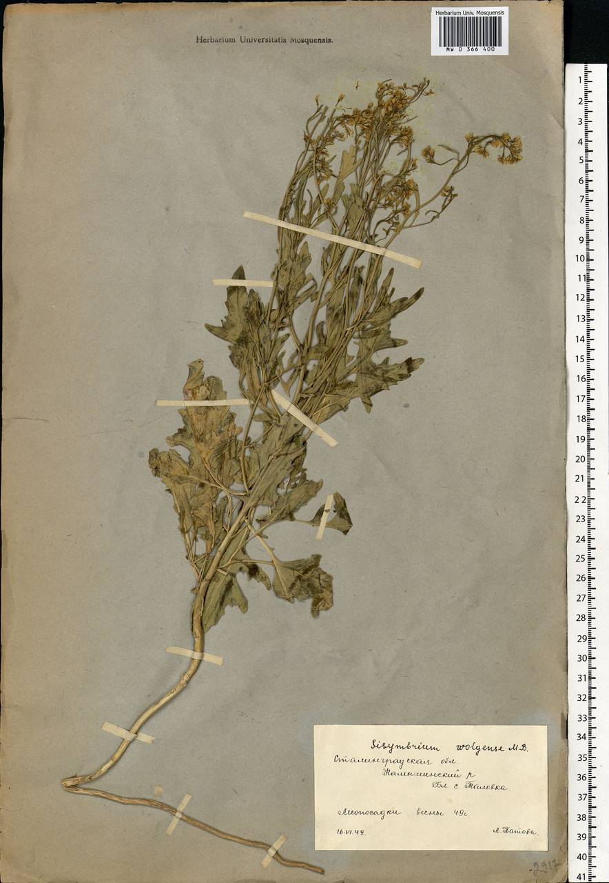 Sisymbrium volgense M. Bieb. ex E. Fourn., Eastern Europe, Lower Volga region (E9) (Russia)
