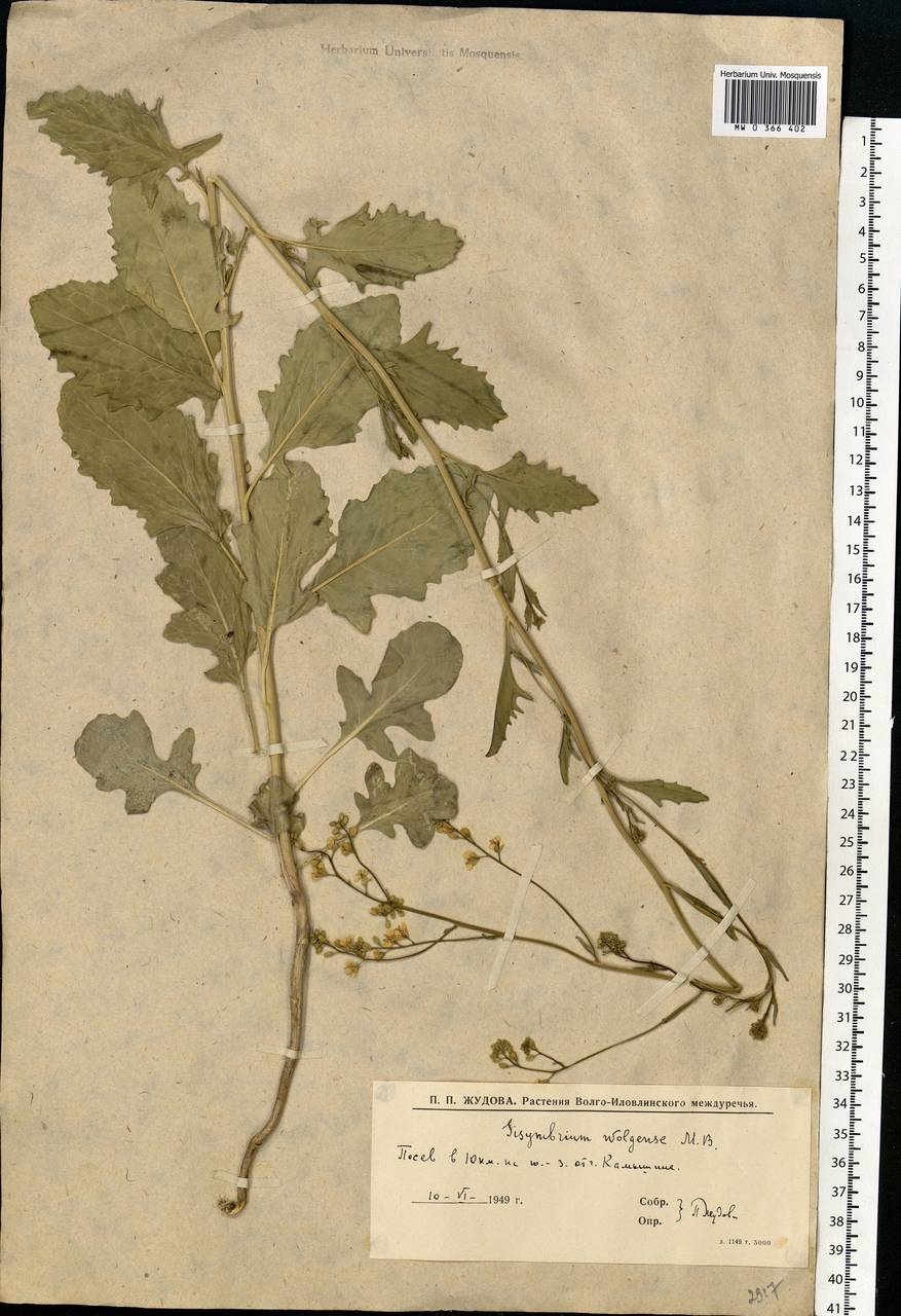 Sisymbrium volgense M.Bieb. ex E.Fourn., Eastern Europe, Lower Volga region (E9) (Russia)