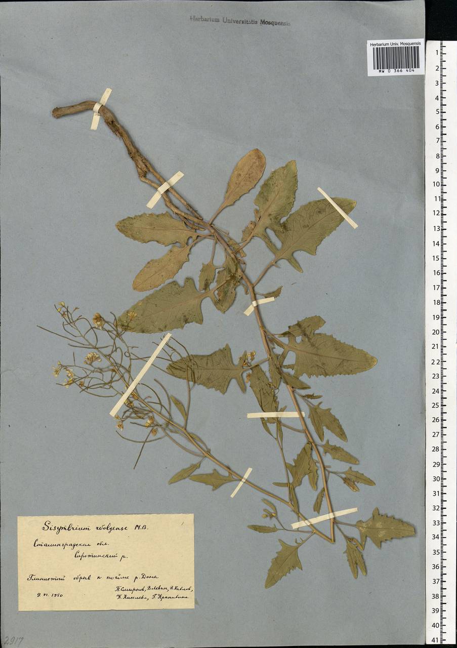 Sisymbrium volgense M.Bieb. ex E.Fourn., Eastern Europe, Lower Volga region (E9) (Russia)