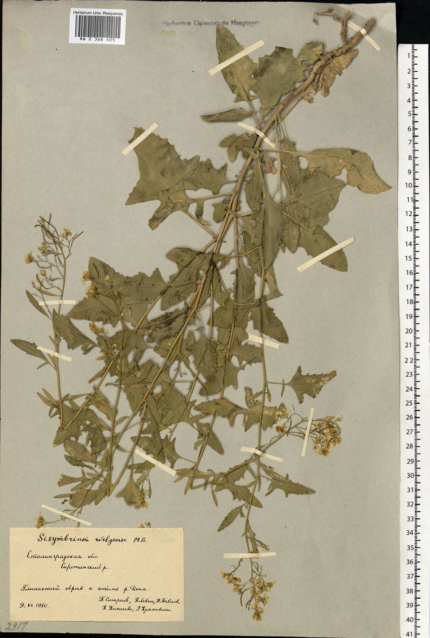 Sisymbrium volgense M.Bieb. ex E.Fourn., Eastern Europe, Lower Volga region (E9) (Russia)