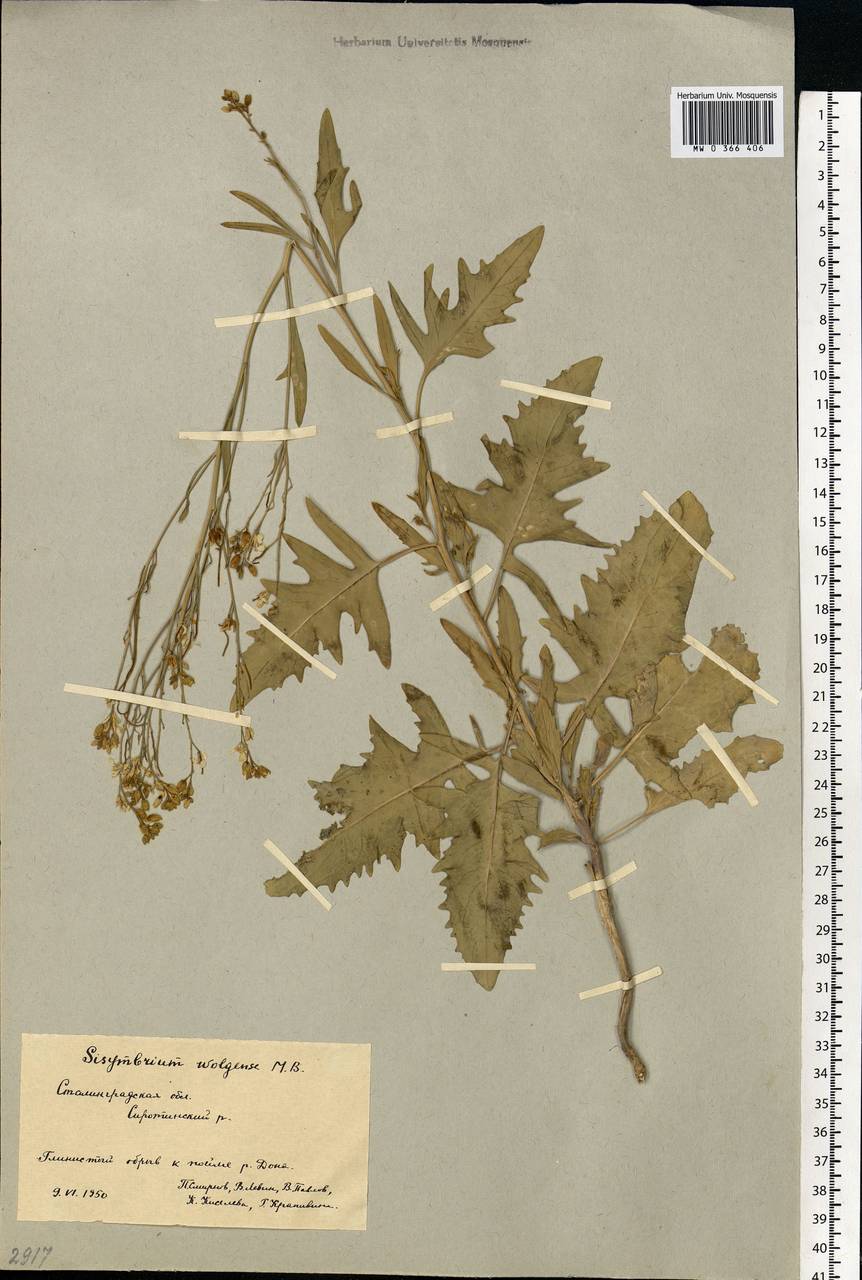 Sisymbrium volgense M.Bieb. ex E.Fourn., Eastern Europe, Lower Volga region (E9) (Russia)