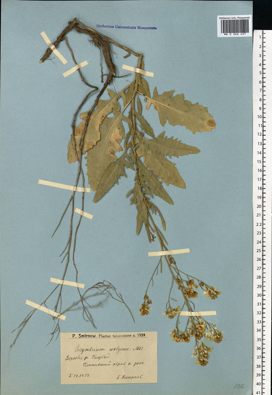 Sisymbrium volgense M.Bieb. ex E.Fourn., Eastern Europe, Lower Volga region (E9) (Russia)