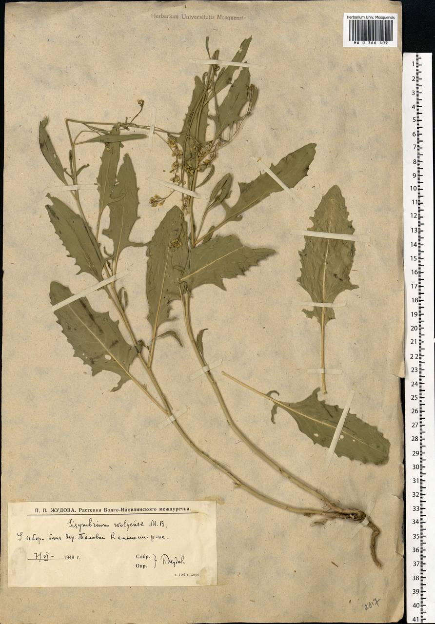 Sisymbrium volgense M.Bieb. ex E.Fourn., Eastern Europe, Lower Volga region (E9) (Russia)