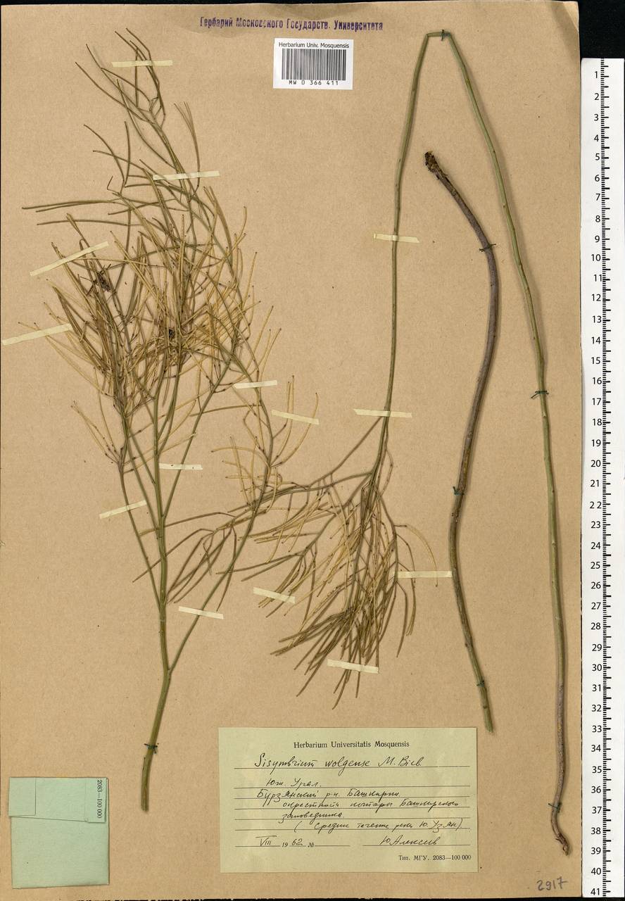 Sisymbrium volgense M.Bieb. ex E.Fourn., Eastern Europe, Eastern region (E10) (Russia)