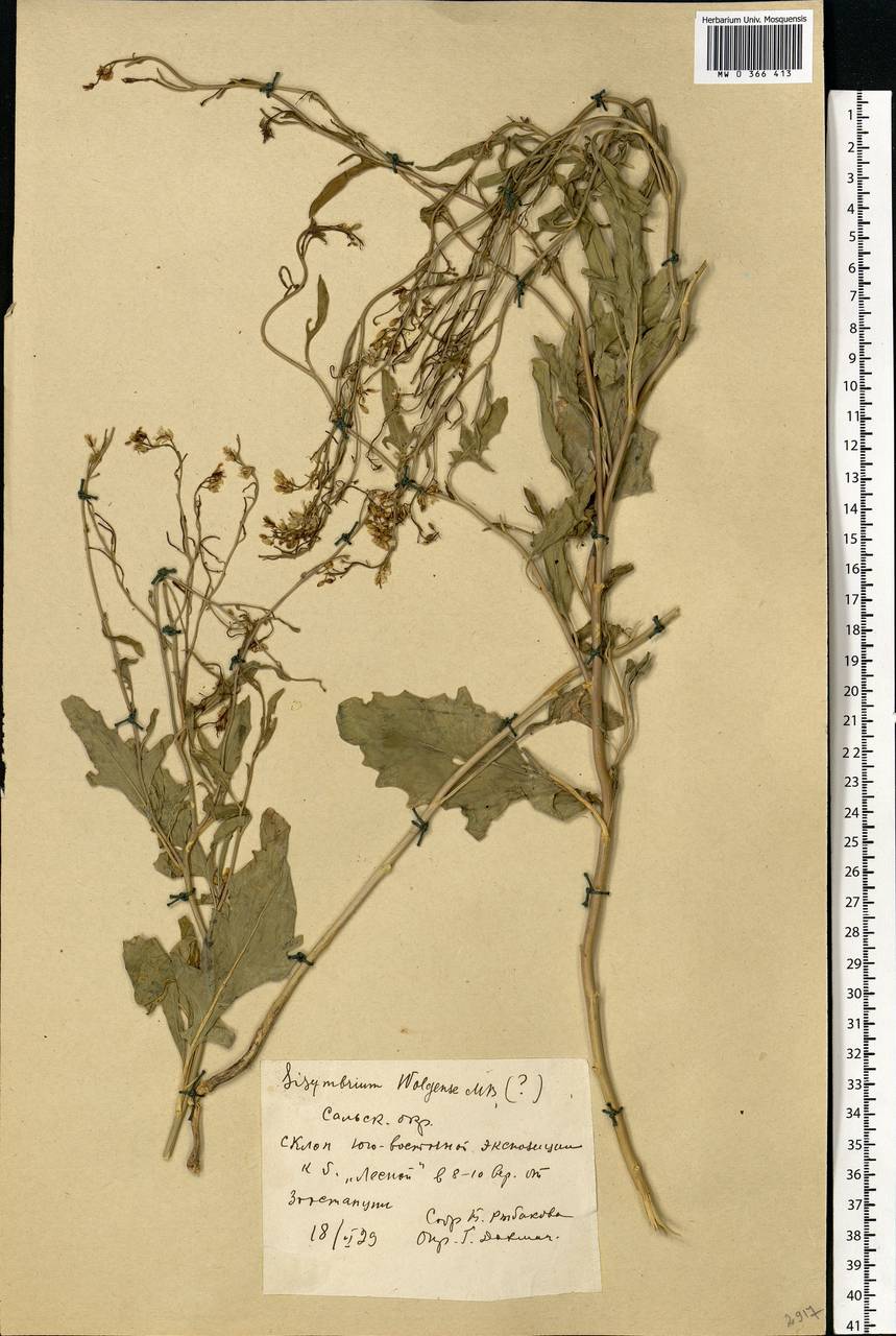 Sisymbrium volgense M. Bieb. ex E. Fourn., Eastern Europe, Rostov Oblast (E12a) (Russia)